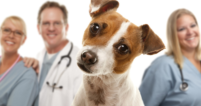 Veterinary practice marketing services from VETfinity by Astraea Marketing Group